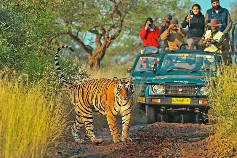 Ranthambore travel destination