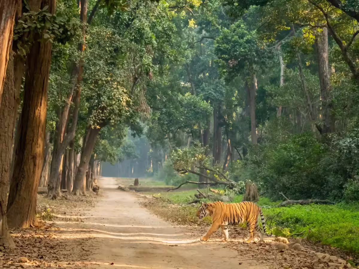 Jim Corbett: Spotting the Bengal Tiger