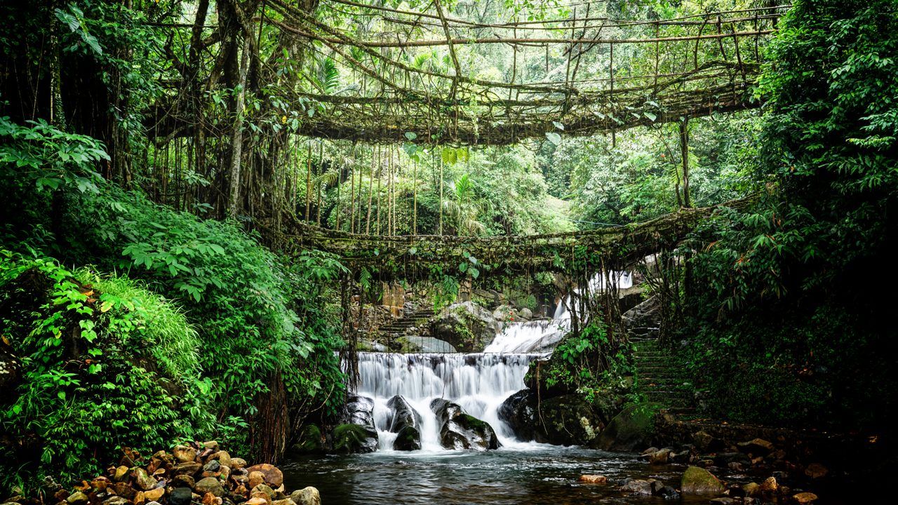 Meghalaya: Walking on Living Root Bridges